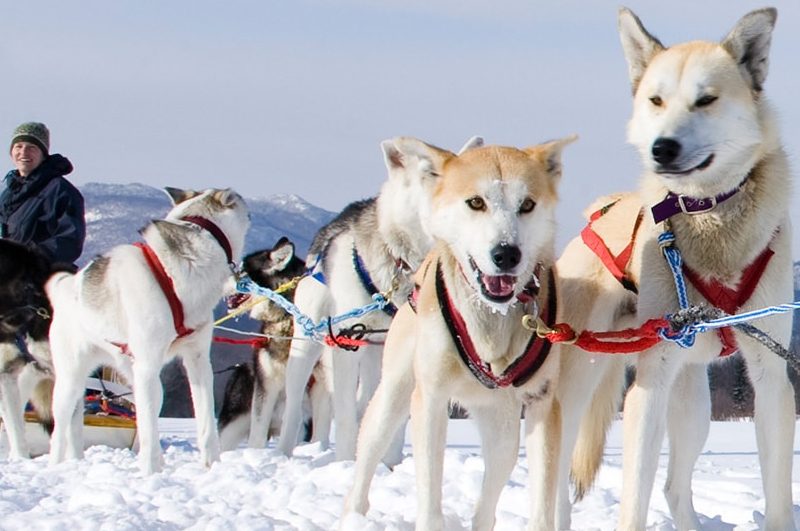 a team of huskies ready to take you on an unforgettable dog sledding trip