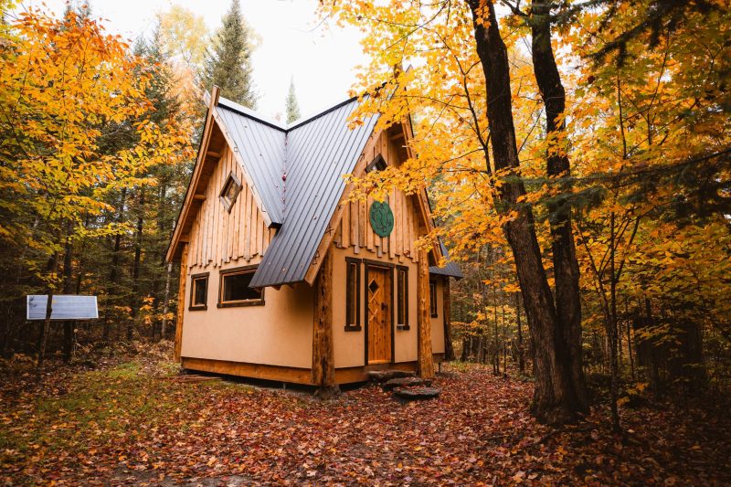 Vue de la forêt de notre maison Viking à l